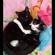 Mimi Titi participe au concours pour gagner de l'argent avec cette photo : cat, kitten, black_cat, black_and_white_cat, cuddle, hug, cute, pet, animal, feline, sleeping, resting, blanket, princess_theme, pink, blue, indoor, comfort, soft, adorable
