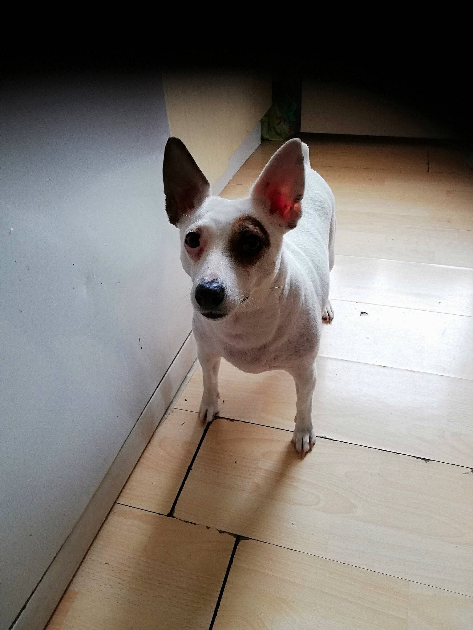 Lady participe au concours pour gagner de l'argent avec cette photo : canidae, carmine, carnivore, companion_dog, dog, dog_breed, dog_supply, door, fawn, floor, flooring, hardwood, head, snout, sporting_group, tail, toy_dog, whiskers, wood, working_animal