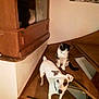 dog, cat, stairs, wooden_stairs, indoor, black_cat, white_dog, black_and_white_cat, pet, animal, curious, furniture, cabinet, house, domestic, looking_up, cozy, wood, triangular_stairs, companion