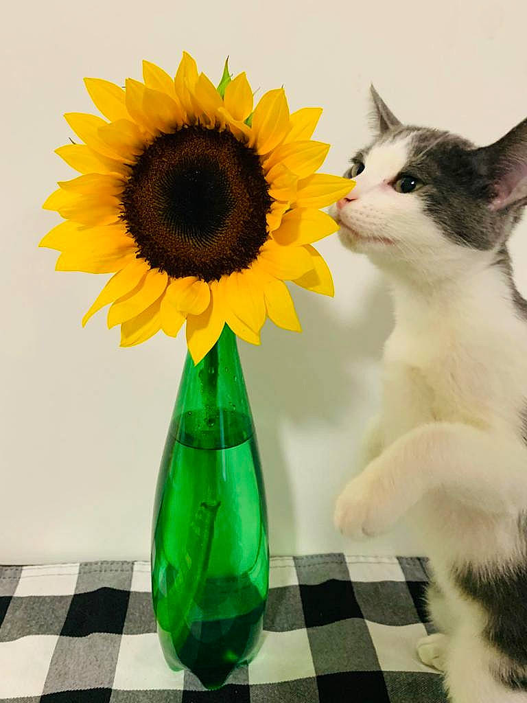 Jackie is registered to the contest to win money with this photo: annual_plant, artifact, artificial_flower, carnivore, cat, cut_flowers, drinkware, felidae, flower, flowering_plant, liquid, paw, petal, plant, serveware, small_to_medium_sized_cats, still_life_photography, tail, whiskers, yellow
