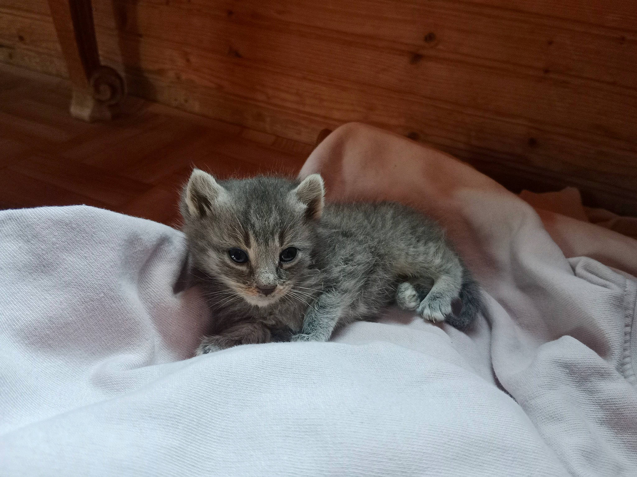 Naoss participe au concours pour gagner de l'argent avec cette photo : carnivore, cat, claw, comfort, domestic_short_haired_cat, felidae, fur, grey, nap, paw, sitting, sleep, small_to_medium_sized_cats, snout, tail, terrestrial_animal, whiskers, wildlife, wood