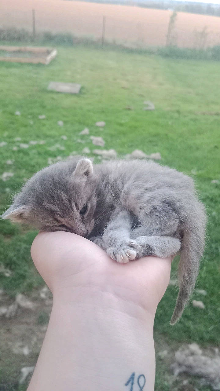 Naoss participe au concours pour gagner de l'argent avec cette photo : british_longhair, carnivore, cat, claw, comfort, domestic_short_haired_cat, fawn, felidae, fur, gesture, grass, paw, plant, small_to_medium_sized_cats, snout, sporting_group, tail, terrestrial_animal, whiskers, wildlife