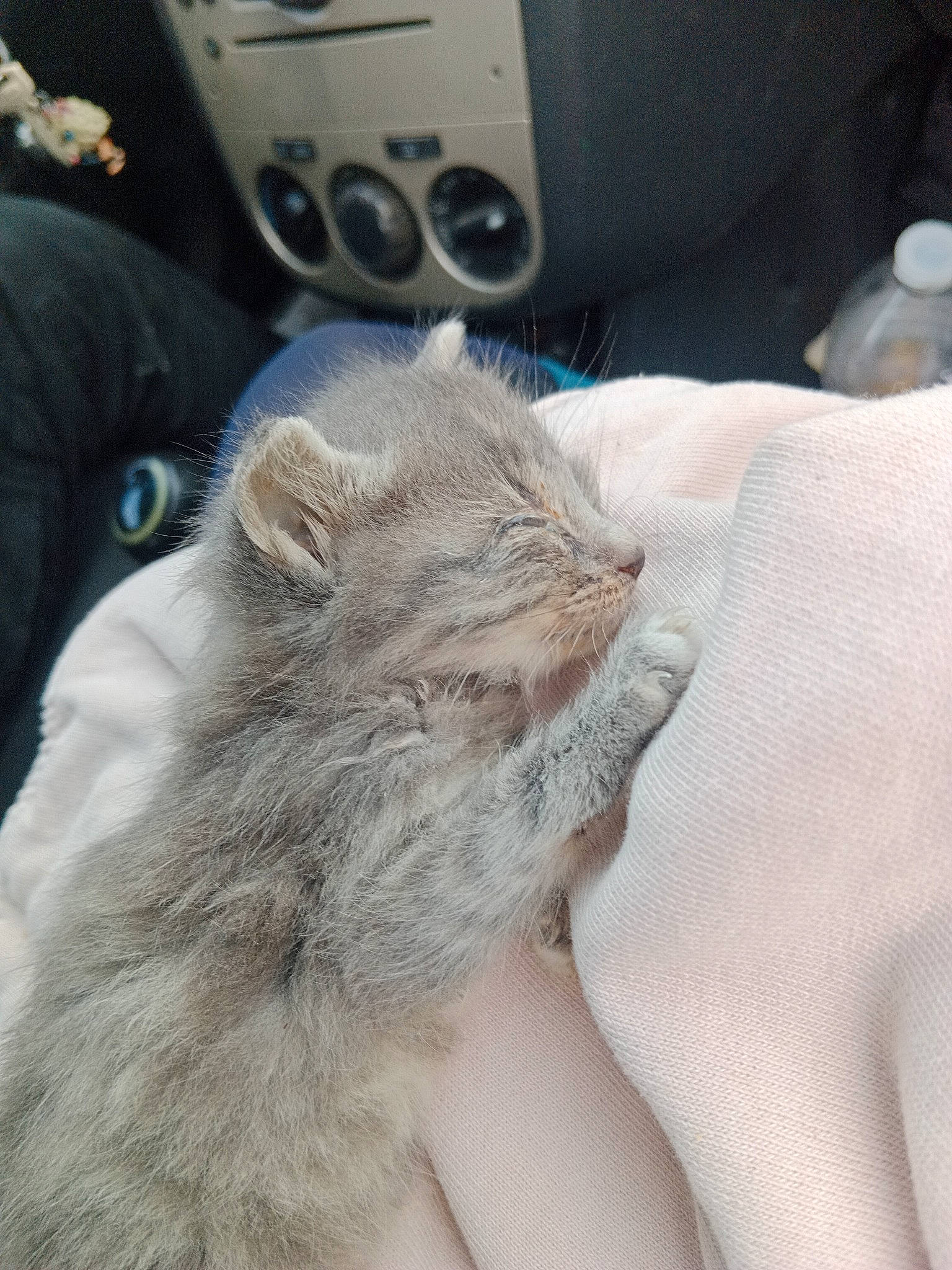 Naoss participe au concours pour gagner de l'argent avec cette photo : audio_equipment, carnivore, cat, claw, comfort, domestic_short_haired_cat, fawn, felidae, fur, gesture, grey, human_leg, loudspeaker, nail, nap, paw, small_to_medium_sized_cats, snout, steering_wheel, whiskers