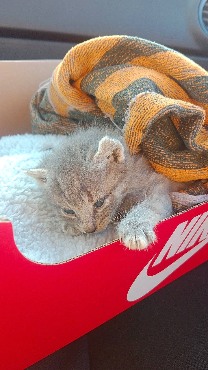 Naoss participe au concours pour gagner de l'argent avec cette photo : carnivore, cat, cat_supply, claw, comfort, domestic_short_haired_cat, fawn, felidae, fur, grey, linens, nap, paw, sleep, small_to_medium_sized_cats, tail, thread, whiskers, wool, woolen