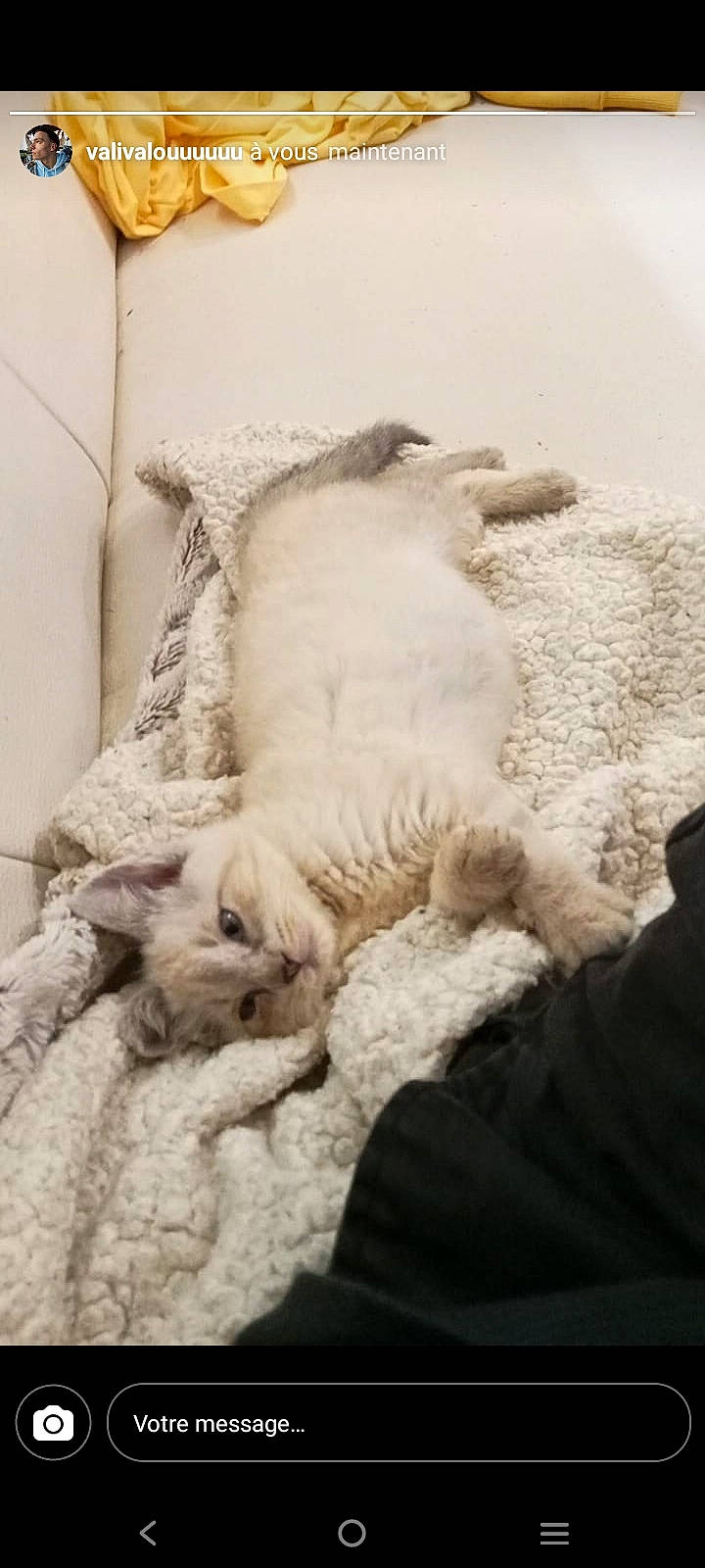 Moon participe au concours pour gagner de l'argent avec cette photo : bed, bedding, carnivore, cat, claw, comfort, domestic_short_haired_cat, duvet, felidae, fur, linens, nap, paw, sleep, small_to_medium_sized_cats, snow, tail, whiskers, window, winter