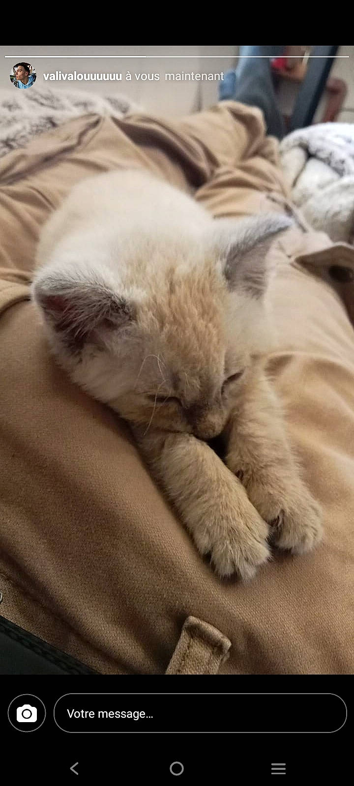 Moon a rejoint le concours — aidez-le/la à gagner de superbes lots ! bedding, carnivore, cat, claw, comfort, fawn, felidae, fur, grey, linens, nap, paw, sleep, small_to_medium_sized_cats, snout, tail, textile, whiskers