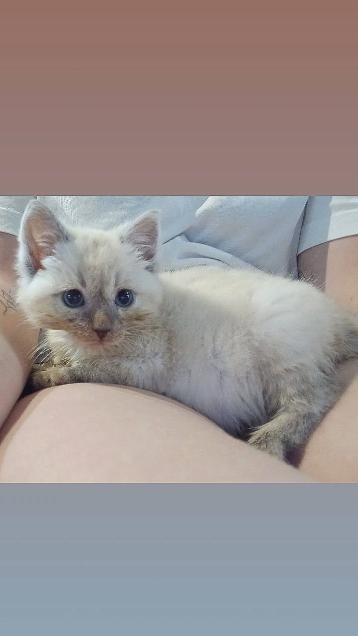 Moon a rejoint le concours — aidez-le/la à gagner de superbes lots ! carnivore, cat, claw, comfort, felidae, fur, paw, small_to_medium_sized_cats, terrestrial_animal, whiskers