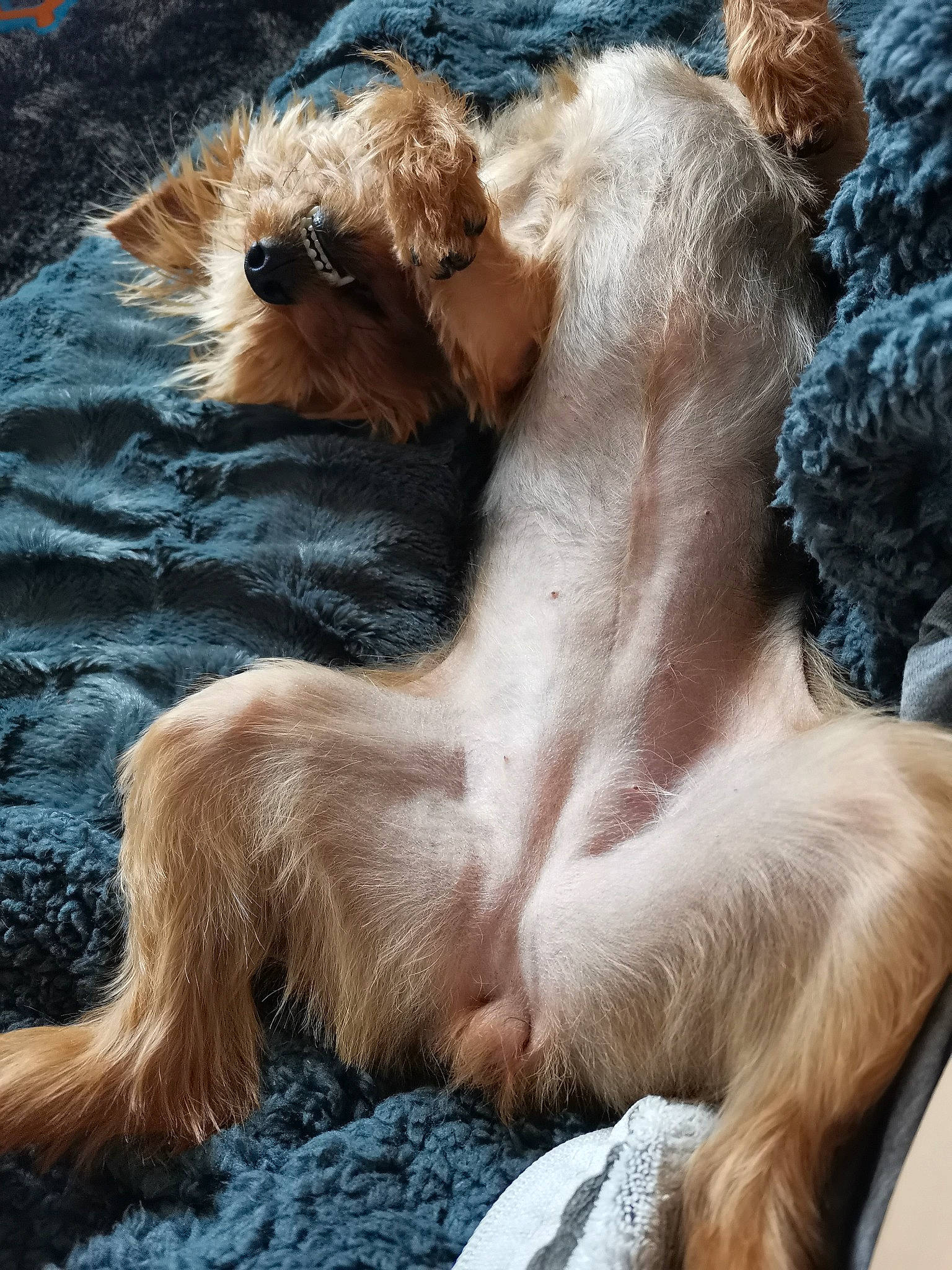 Fanfan participe au concours pour gagner de l'argent avec cette photo : big_cats, canidae, claw, companion_dog, dog_breed, fawn, felidae, fur, lion, liver, masai_lion, nap, painting, paw, snout, sporting_group, tail, terrestrial_animal, whiskers, wildlife