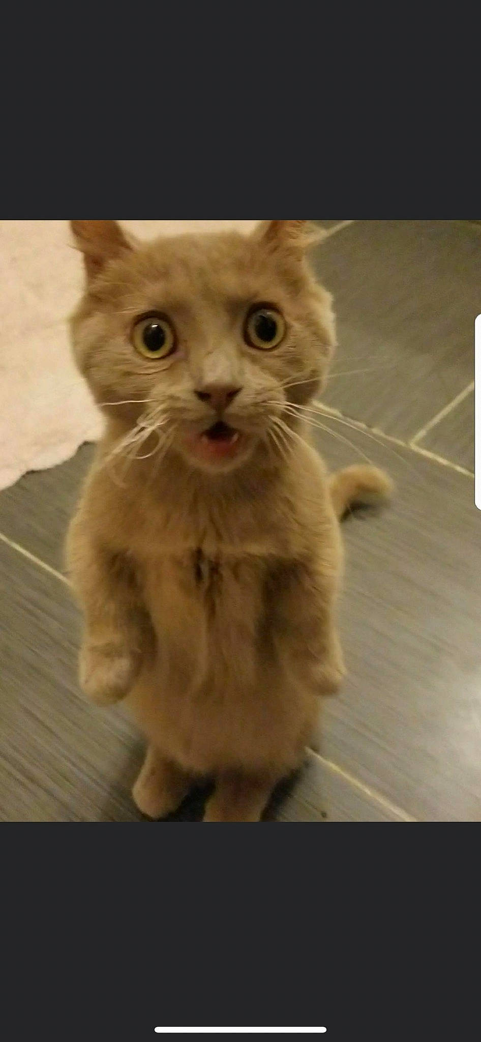 Nimbus joined the competition — help win amazing prizes! art, carnivore, cat, claw, domestic_short_haired_cat, fawn, felidae, flooring, fur, paw, pet_supply, photo_caption, small_to_medium_sized_cats, snout, tail, terrestrial_animal, whiskers, working_animal