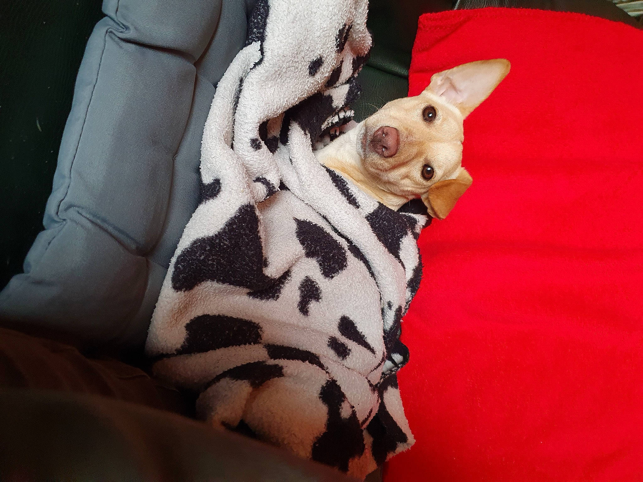 Rita participe au concours pour gagner de l'argent avec cette photo : carnivore, comfort, companion_dog, dog, dog_breed, fawn, felidae, foot, fur, gesture, head, human_body, human_leg, linens, small_to_medium_sized_cats, snout, stuffed_toy, textile, toy, whiskers