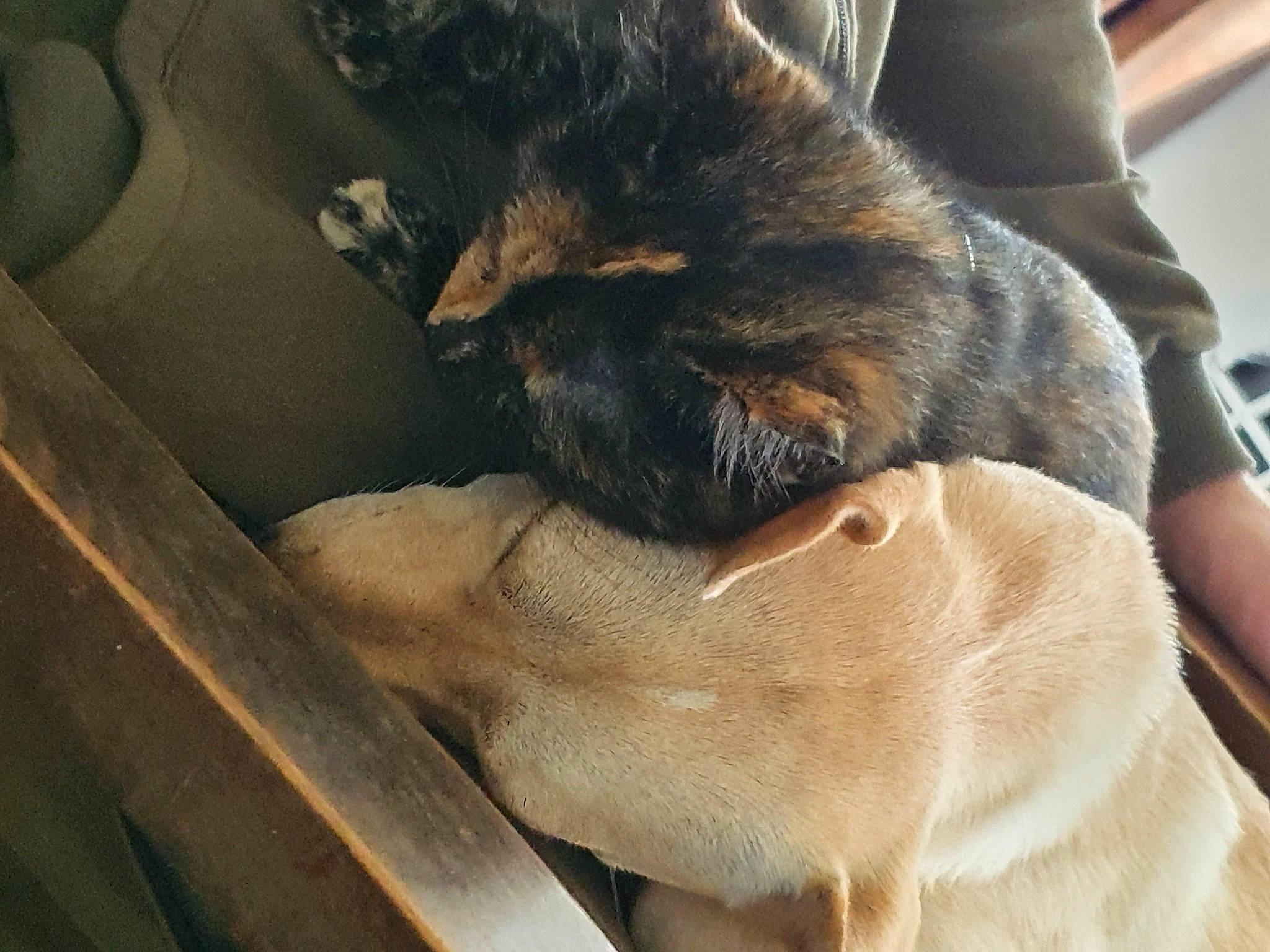 Rita a rejoint le concours — aidez-le/la à gagner de superbes lots ! carnivore, cat, claw, comfort, companion_dog, dog_breed, fawn, felidae, foot, fur, human_leg, leg, liver, paw, small_to_medium_sized_cats, snout, sporting_group, tail, thigh, whiskers