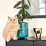 cat, ginger_cat, fluffy, long_hair, pet, animal, sitting, indoors, home_decor, plant, rubber_plant, flower_pot, turquoise, cabinet, furniture, candle, window, wall, portrait, photography
