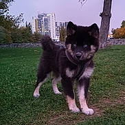 Aiko a rejoint le concours — aidez-le/la à gagner de superbes lots ! animal, black_fur, blue_eyes, building, canine, cityscape, dog, fur, grass, leash, nature, outdoor, park, pet, puppy, sky, tan_fur, tree, twilight, young_dog