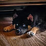 Aiko a rejoint le concours — aidez-le/la à gagner de superbes lots ! animal, black_fur, blue_eyes, cute, dog, domestic_animal, ears, fur, indoor, looking, lying_down, nose, paw, pet, puppy, resting, tan_fur, under_furniture, wooden_floor, young