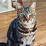 tabby_cat, green_eyes, sitting, wooden_floor, indoor, pet, feline, whiskers, ears, fur_pattern, scratching_post, home_interior, flooring, domestic_cat, animal, cute, alert, calm, portrait, furniture
