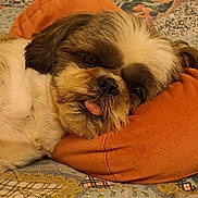 Papouille participe au concours pour gagner de l'argent avec cette photo : adorable, animal, bedroom, closeup, comfort, cozy, cute, dog, fluffy, fur, home, indoor, orange_cushion, patchwork_quilt, pet, relaxed, resting, sleeping, small_dog, tongue_out