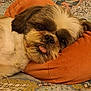 adorable, animal, bedroom, closeup, comfort, cozy, cute, dog, fluffy, fur, home, indoor, orange_cushion, patchwork_quilt, pet, relaxed, resting, sleeping, small_dog, tongue_out