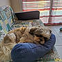 animal, blanket, comfort, couch, cozy, curtains, dog, furry, home, indoor, living_room, natural_light, patchwork, pet, pillow, relaxation, resting, sleeping, tile_floor, window