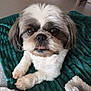 dog, small_dog, fluffy_fur, white_fur, brown_fur, pet, cute, lying_down, blanket, texture, indoor, close_up, curious, tongue_out, animal, companion, fur, face, paw, resting