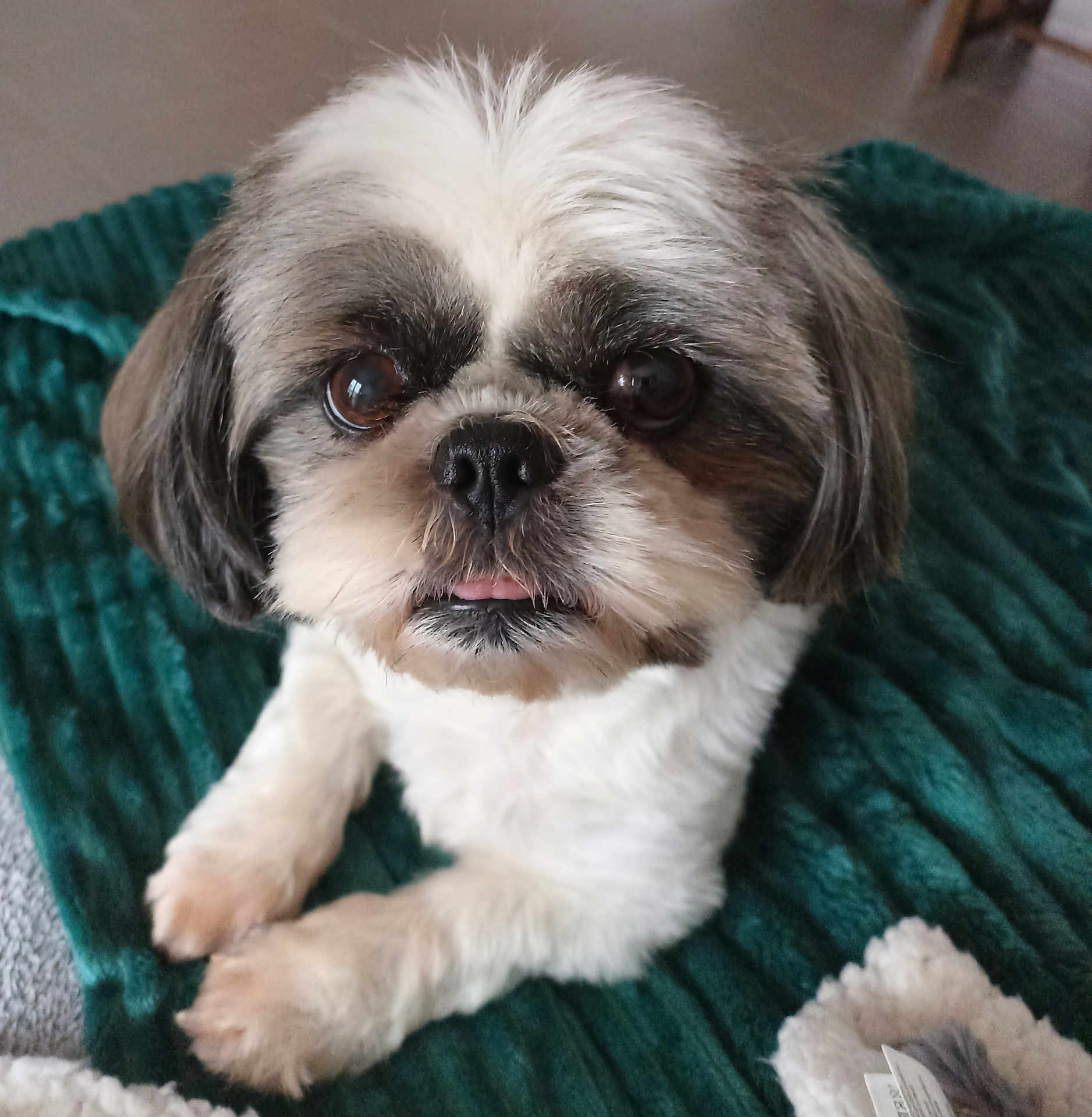 Papouille participe au concours pour gagner de l'argent avec cette photo : dog, small_dog, fluffy_fur, white_fur, brown_fur, pet, cute, lying_down, blanket, texture, indoor, close_up, curious, tongue_out, animal, companion, fur, face, paw, resting