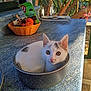 kitten, cat, pet, animal, white_cat, gray_spots, pot, cooking_pot, countertop, granite, kitchen, basket, fruit, snacks, window, plants, greenery, cute, curious, indoor