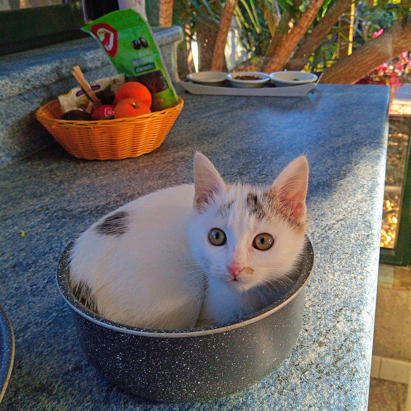 Eiffel participe au concours pour gagner de l'argent avec cette photo : animal, basket, cat, cooking_pot, countertop, curious, cute, fruit, granite, gray_spots, greenery, indoor, kitchen, kitten, pet, plants, pot, snacks, white_cat, window