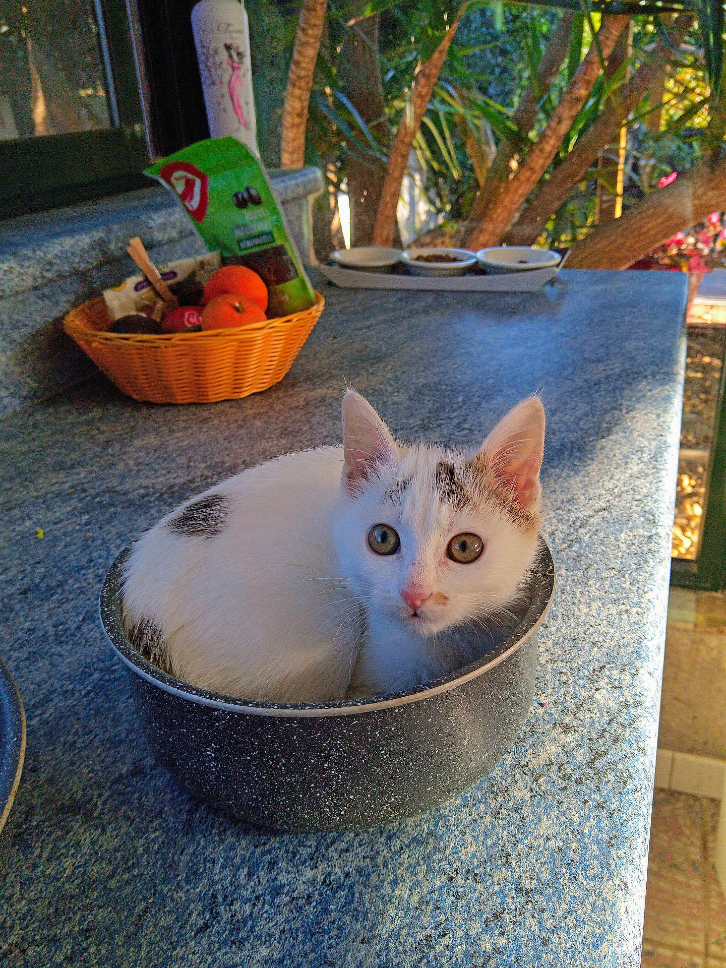 Eiffel participe au concours pour gagner de l'argent avec cette photo : kitten, cat, pet, animal, white_cat, gray_spots, pot, cooking_pot, countertop, granite, kitchen, basket, fruit, snacks, window, plants, greenery, cute, curious, indoor