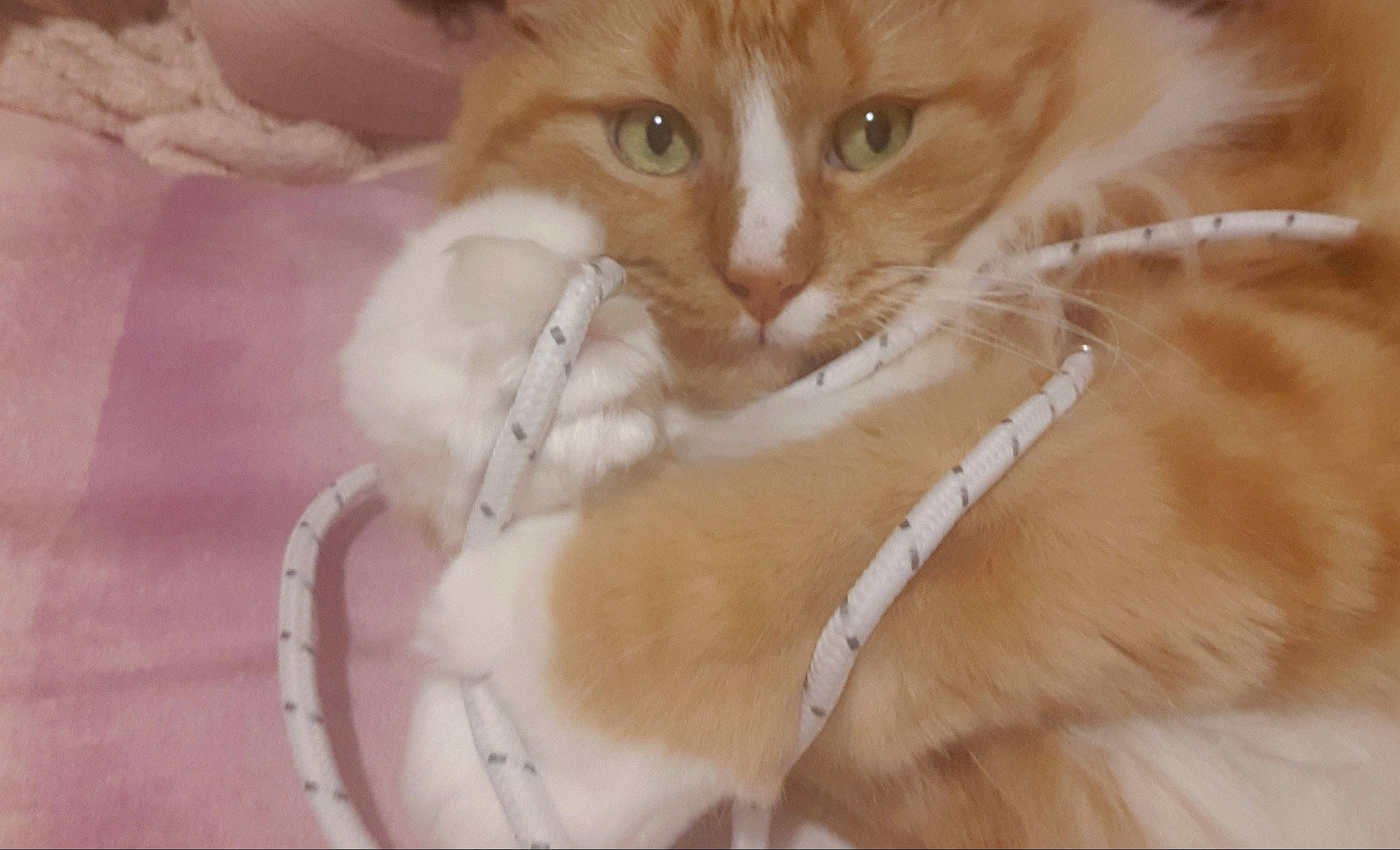 Twixx a rejoint le concours — aidez-le/la à gagner de superbes lots ! carnivore, cat, claw, domestic_short_haired_cat, ear, fawn, felidae, fur, paw, small_to_medium_sized_cats, snout, tail, whiskers