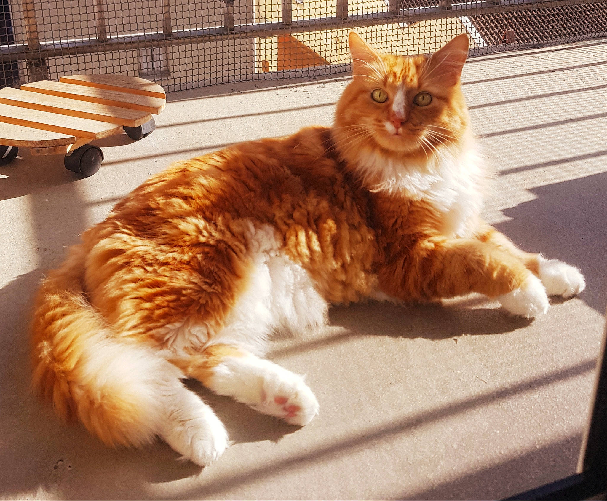 Twixx a rejoint le concours — aidez-le/la à gagner de superbes lots ! carnivore, cat, claw, comfort, domestic_short_haired_cat, fawn, felidae, fence, flooring, fur, lap, metal, paw, plant, sitting, small_to_medium_sized_cats, snout, tail, whiskers, wood