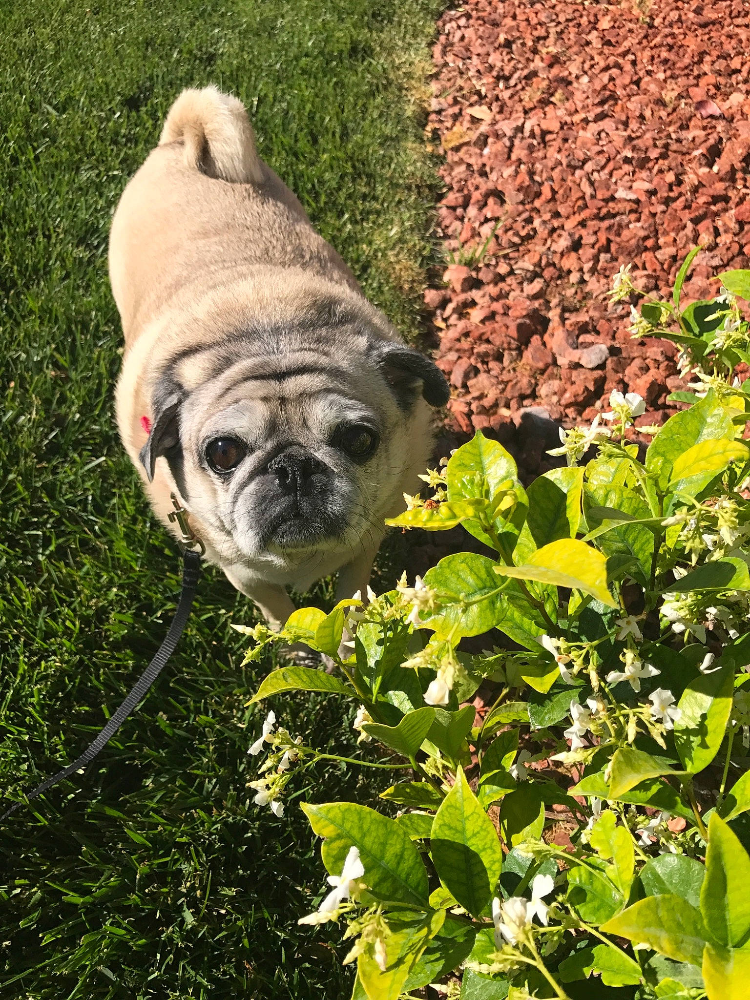 Peppy is registered to the contest to win money with this photo: canidae, carnivore, companion_dog, dog, dog_breed, fawn, grass, leaf, mammal, plant, pug, snout, toy_dog, tree