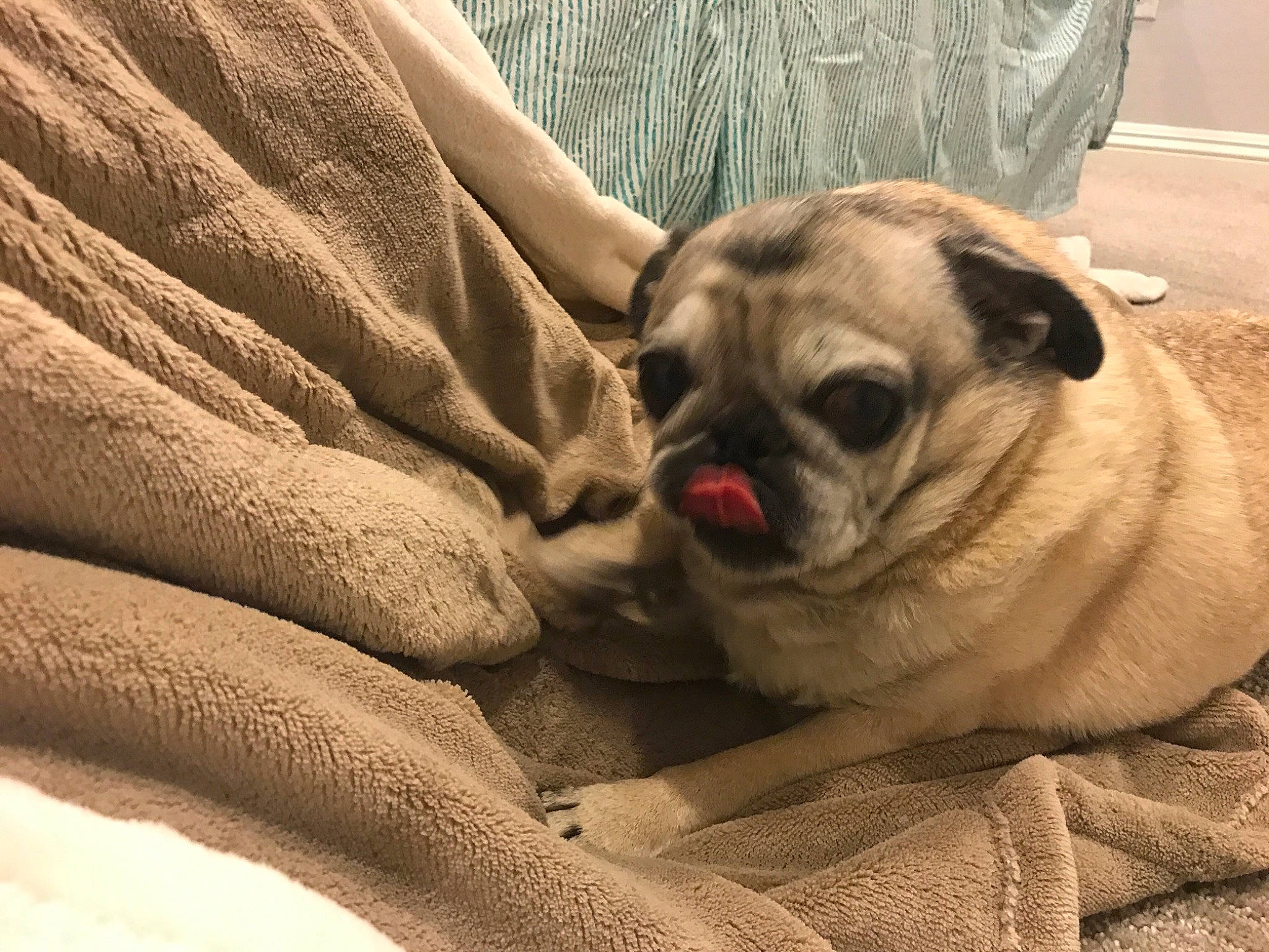 Peppy is registered to the contest to win money with this photo: canidae, carnivore, companion_dog, dog, dog_breed, fawn, mammal, pug, puppy, puppy_love, skin, snout, toy_dog, vertebrate, wrinkle