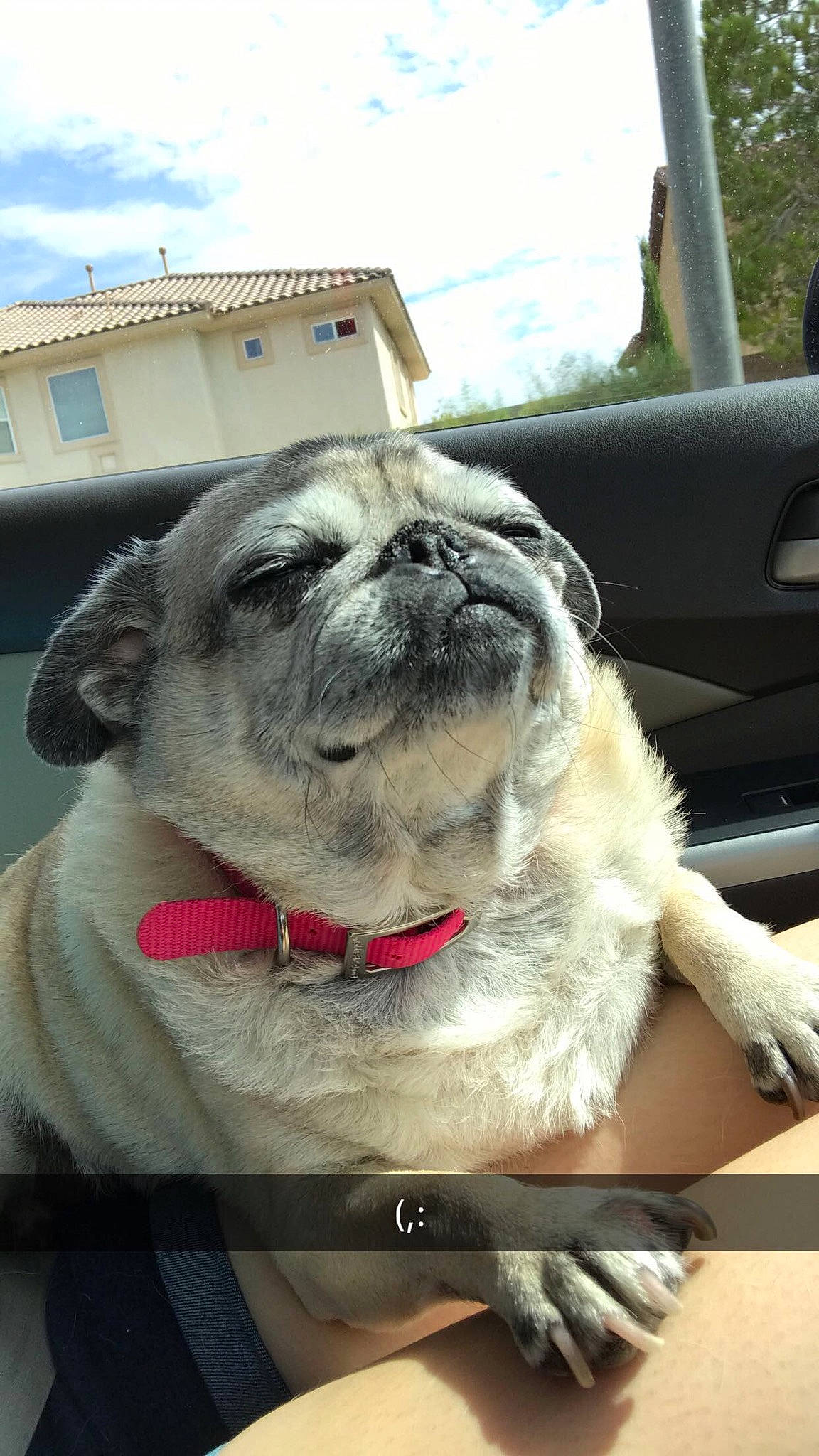 Peppy is registered to the contest to win money with this photo: canidae, carnivore, companion_dog, dog, dog_breed, fawn, mammal, non_sporting_group, pug, puppy, puppy_love, snout, sporting_group, toy_dog, vertebrate