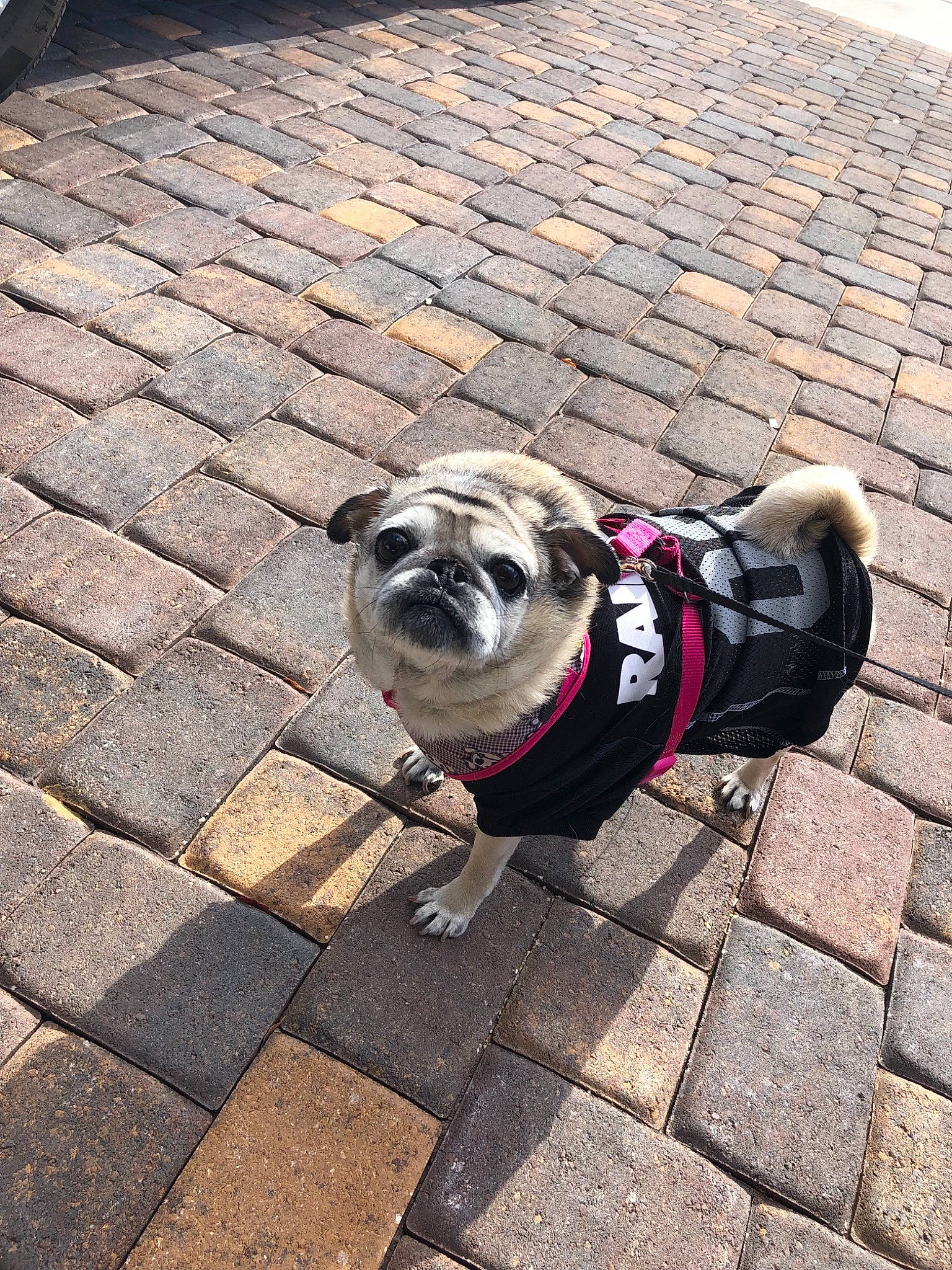 Peppy joined the competition — help win amazing prizes! canidae, carnivore, companion_dog, dog, dog_breed, dog_clothes, fawn, leash, pug, road_surface, sidewalk, snout, sporting_group, toy_dog