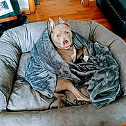 Zues joined the competition — help win amazing prizes! animal, blanket, brown_dog, comfort, cozy, cushion, dog, dog_bed, ears, fur, home_interior, indoor, large_bed, looking_up, pet, relaxed, resting, soft_texture, wooden_floor, wrapped