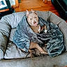 animal, blanket, brown_dog, comfort, cozy, cushion, dog, dog_bed, ears, fur, home_interior, indoor, large_bed, looking_up, pet, relaxed, resting, soft_texture, wooden_floor, wrapped