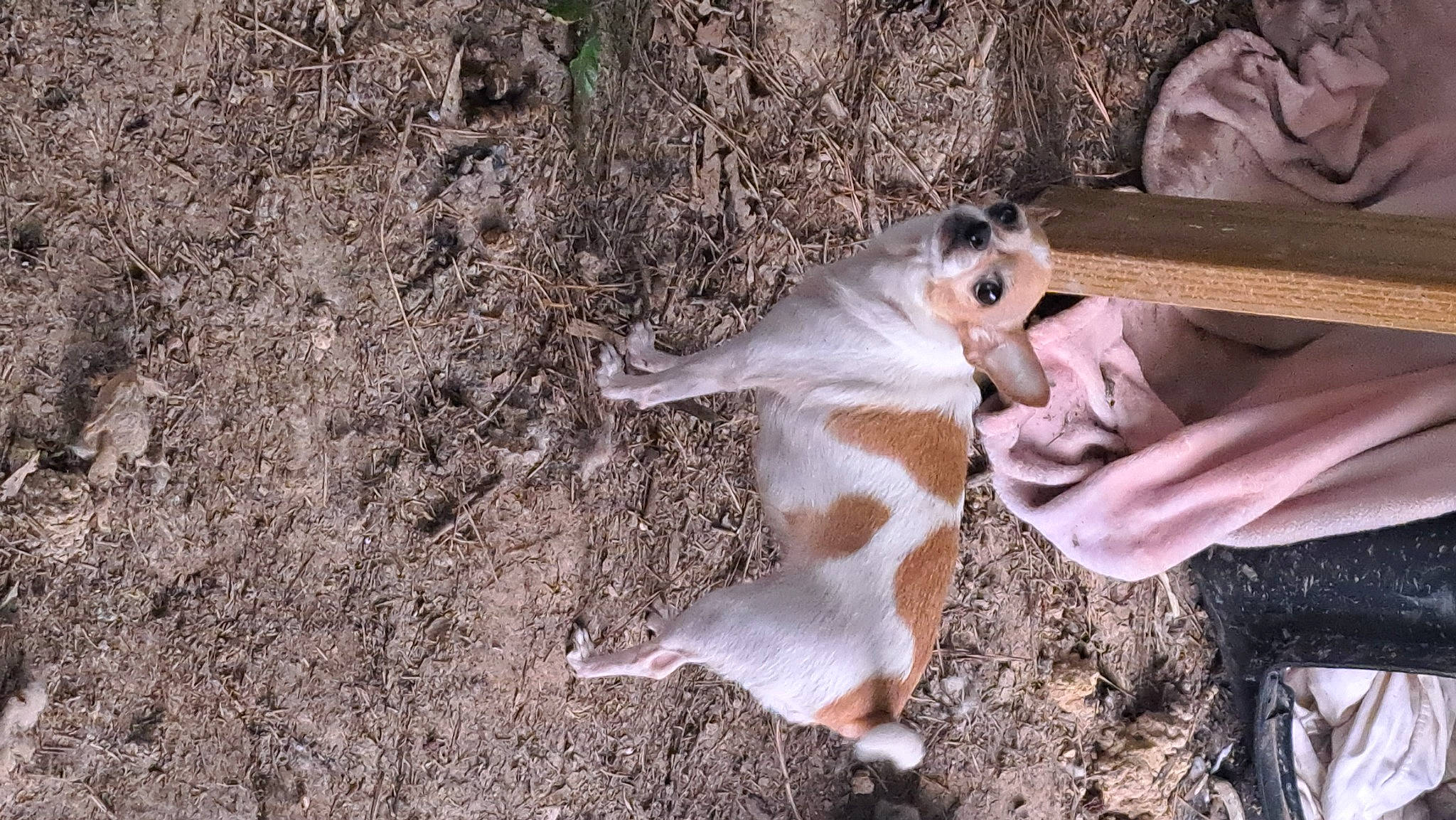 A.j joined the competition — help win amazing prizes! canidae, companion_dog, dog_breed, felidae, fur, goats, grass, landscape, paw, soil, sporting_group, tail, terrestrial_animal, tree, wildlife, wood