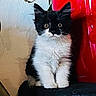 kitten, cat, black_and_white, fluffy, indoor, plant, red_pot, curious, pet, feline, sitting, young_animal, cute, whiskers, fur, domestic_animal, animal_portrait, eyes, small, adorable