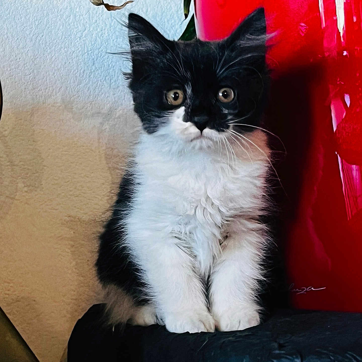 Baya a rejoint le concours — aidez-le/la à gagner de superbes lots ! kitten, cat, black_and_white, fluffy, indoor, plant, red_pot, curious, pet, feline, sitting, young_animal, cute, whiskers, fur, domestic_animal, animal_portrait, eyes, small, adorable