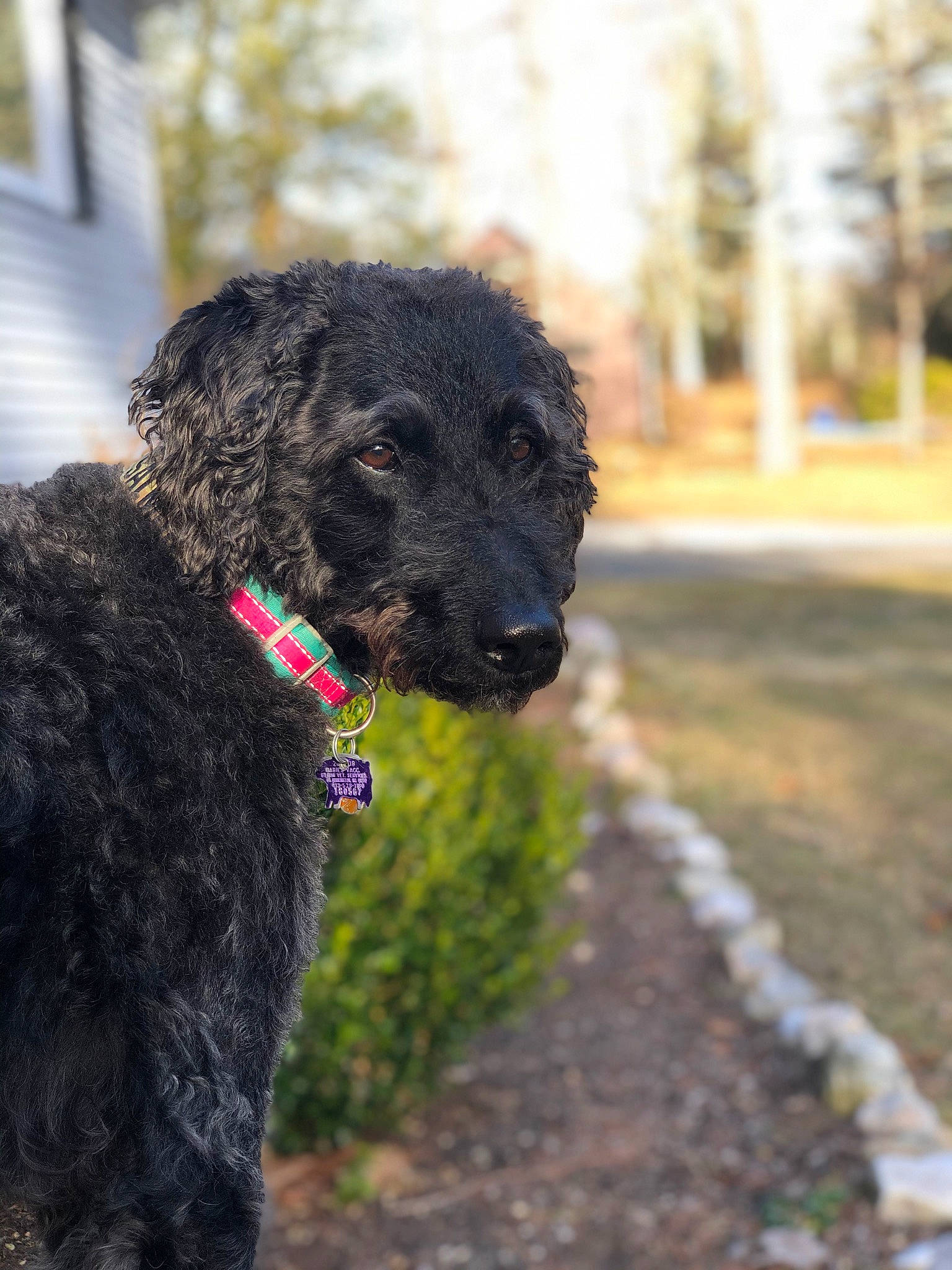 Sadie is registered to the contest to win money with this photo: canidae, carnivore, collar, companion_dog, dog, dog_breed, dog_collar, fur, giant_dog_breed, grass, poodle, shrub, snout, soil, tail, terrier, tree, water_dog, working_animal, working_dog