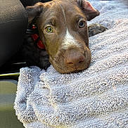 Tucker is registered to the contest to win money with this photo: puppy, dog, brown_dog, pet, animal, canine, face, eyes, nose, floppy_ears, short_fur, white_marking, lying_down, towel, car_interior, close_up, portrait, indoors, curious, adorable