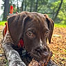 Tucker is registered to the contest to win money with this photo: puppy, dog, brown_dog, animal, canine, portrait, close_up, outdoors, forest, woodland, pinecone, chewing, lying_down, floppy_ears, brown_fur, white_markings, large_paws, nature, bokeh, playful