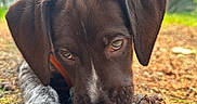 Tucker is registered to the contest to win money with this photo: dog, puppy, brown_dog, white_fur, floppy_ears, close_up, portrait, lying_down, pine_cone, forest, woodland, outdoors, nature, greenery, trees, ground, pine_needles, soft_lighting, animal_photography, curious_expression