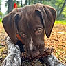 dog, puppy, brown_dog, white_fur, floppy_ears, close_up, portrait, lying_down, pine_cone, forest, woodland, outdoors, nature, greenery, trees, ground, pine_needles, soft_lighting, animal_photography, curious_expression