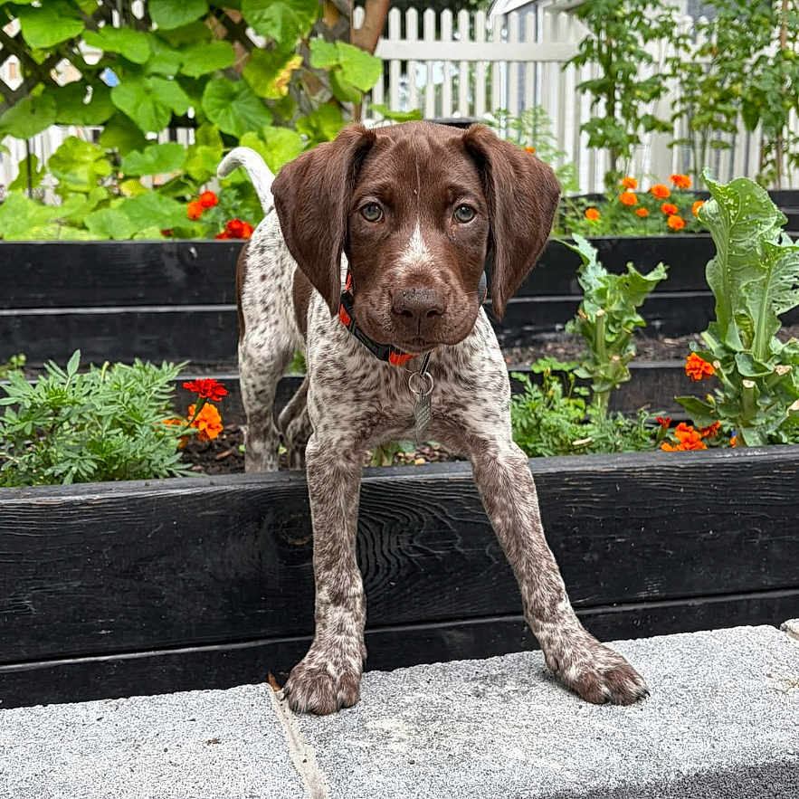 Tucker