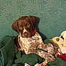 Tucker joined the competition — help win amazing prizes! puppy, dog, brown_and_white, portrait, sitting, lounging, face, eyes, collar, name_tag, tucker, couch, blanket, green, rope_toy, indoor, pet, cute, adorable, photography