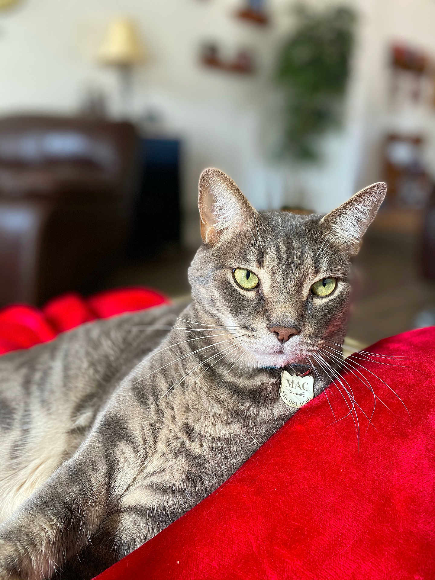 Mac joined the competition — help win amazing prizes! cat, tabby_cat, pet, indoor, cushion, red, collar, tag, whiskers, green_eyes, close_up, portrait, relaxed, sofa, blurred_background, living_room, furniture, mammal, ears, fur