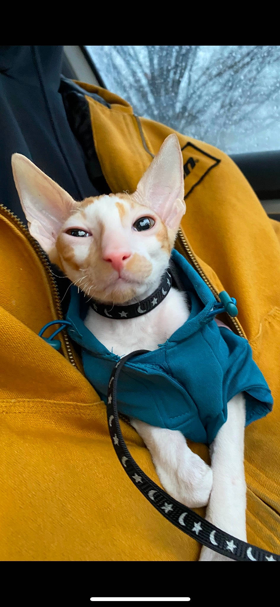 Finneas joined the competition — help win amazing prizes! bag, carnivore, cat, collar, comfort, domestic_short_haired_cat, electric_blue, fashion_accessory, fawn, felidae, fur, jewellery, luggage_and_bags, paper_bag, pet_supply, small_to_medium_sized_cats, snout, tail, thai, whiskers