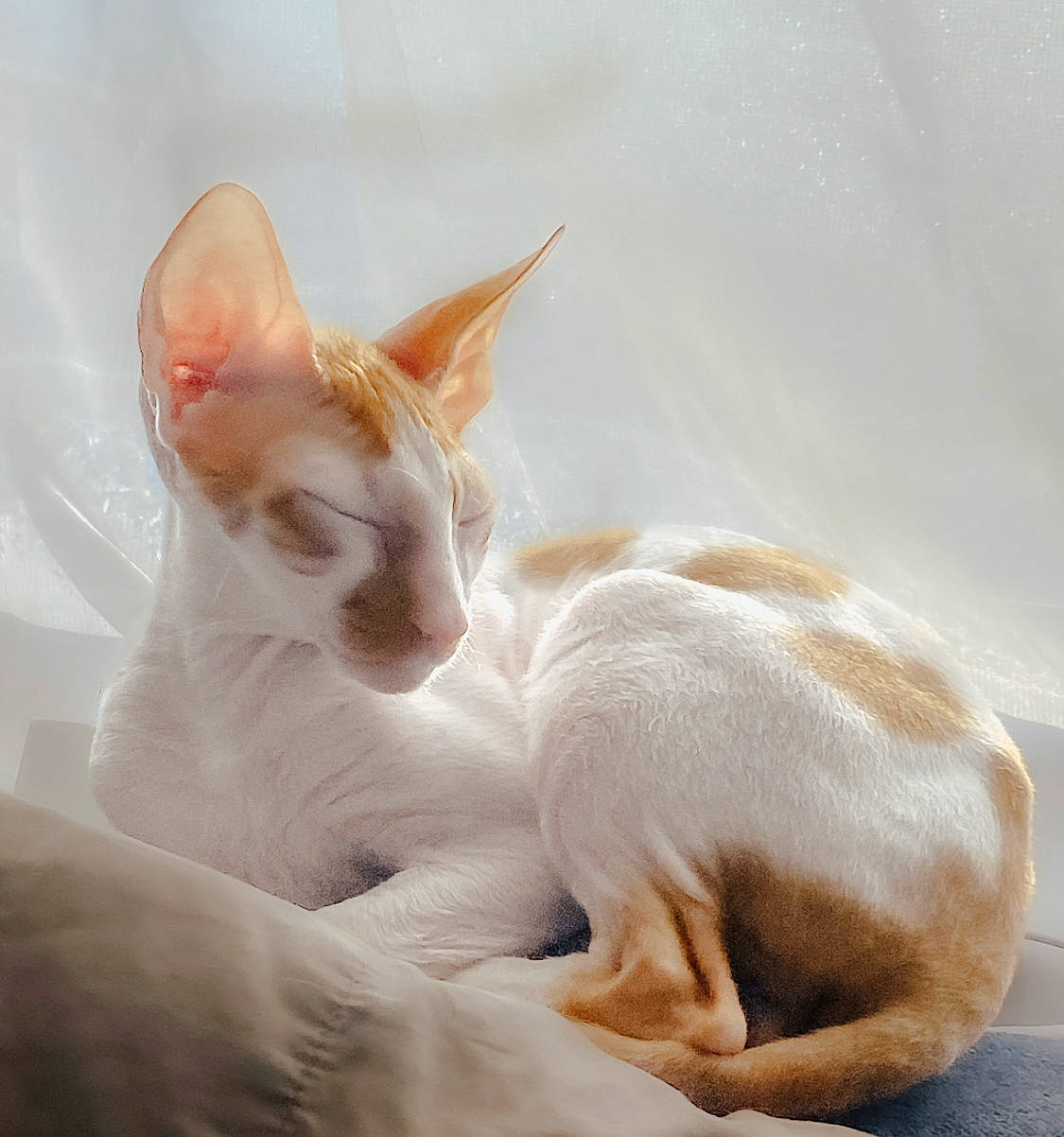 Finneas is registered to the contest to win money with this photo: carnivore, cat, comfort, domestic_short_haired_cat, ear, eye, fawn, felidae, fur, paw, small_to_medium_sized_cats, snout, tail, terrestrial_animal, whiskers