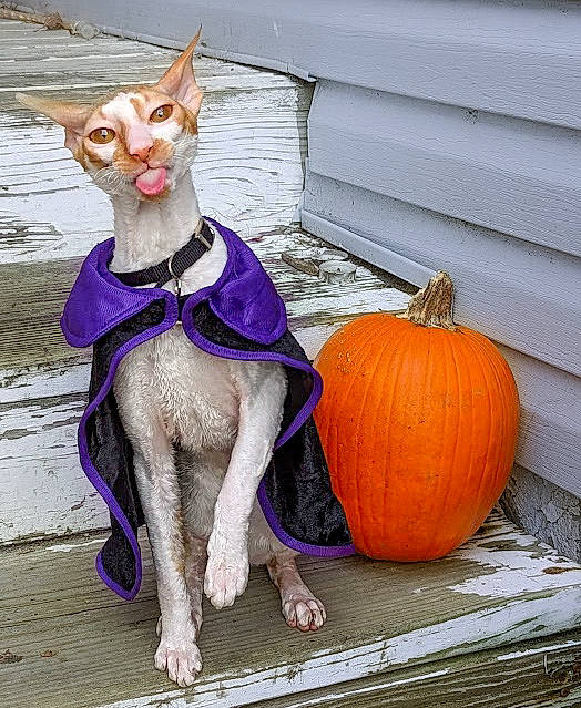 Finneas joined the competition — help win amazing prizes! calabaza, cucurbita, dog_breed, door, fawn, felidae, gourd, grey, local_food, natural_foods, plant, pumpkin, purple, small_to_medium_sized_cats, squash, tail, vegetable, whiskers, winter_squash, working_animal