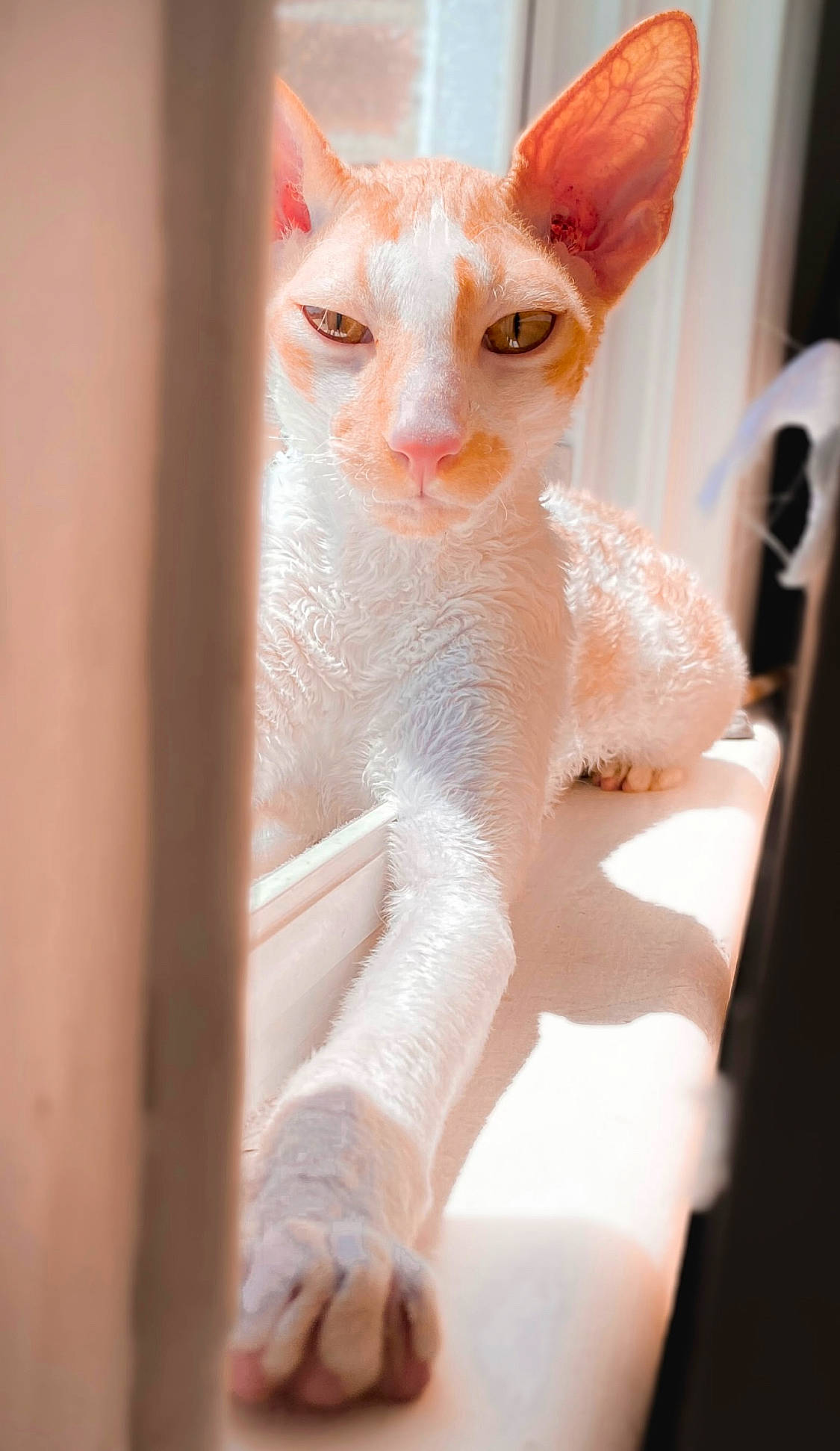 Finneas is registered to the contest to win money with this photo: carnivore, cat, claw, domestic_short_haired_cat, eyelash, fawn, felidae, fur, paw, small_to_medium_sized_cats, snout, tail, terrestrial_animal, whiskers, window